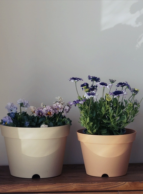 包邮加厚朱顶红郁金香矮牵牛角堇风信子草花球根绣球矮胖大花盆