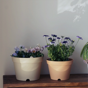 包邮加厚朱顶红郁金香矮牵牛角堇风信子草花球根绣球矮胖大花盆