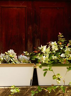 长方形花盆吸水盆懒人花盆蓄水长槽树脂花盆桌面多肉绿萝盆