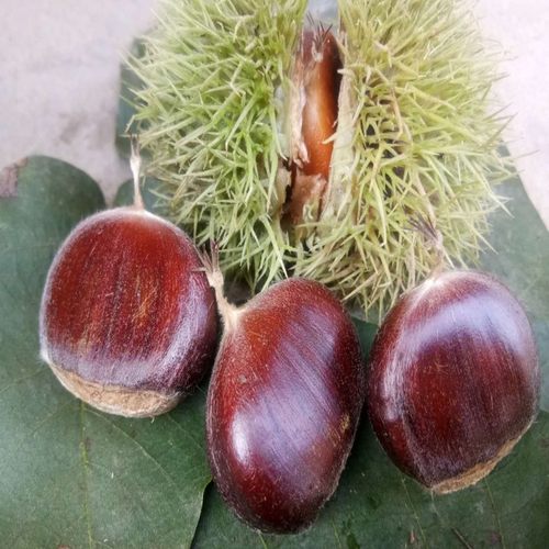 香甜软糯新鲜板栗天津良乡生栗子