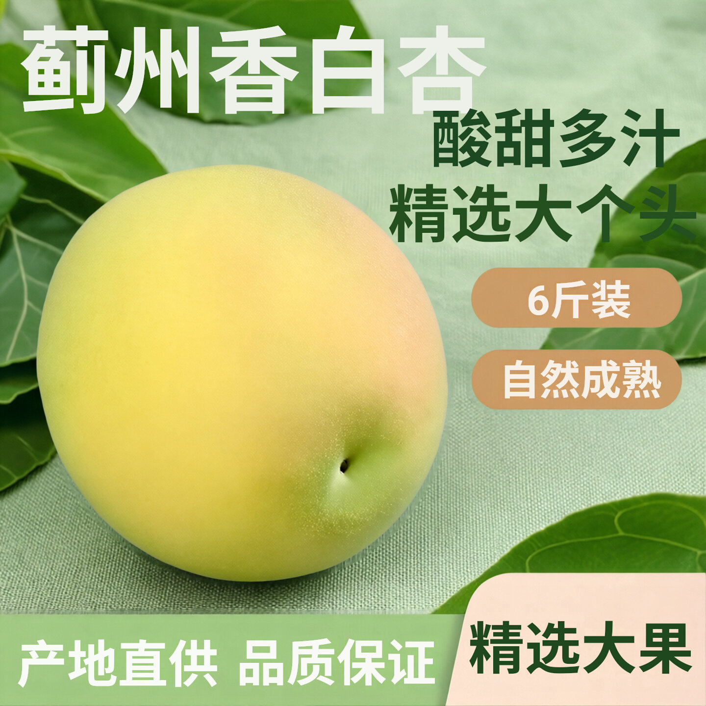 2026天津蓟州农家果园新鲜水果大白杏子河北香白杏大果青杏子大果