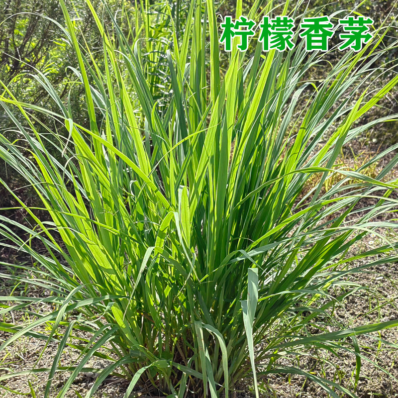 食用香草柠檬香茅草盆栽苗泰国冬阴功汤料酱香料带土发货做菜泡茶