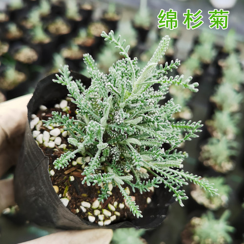 绵杉菊盆栽小苗香草植物