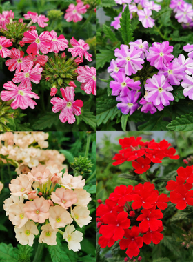 美女樱盆栽苗多年生四季开花美女樱小苗细叶美女樱花苗耐寒耐热