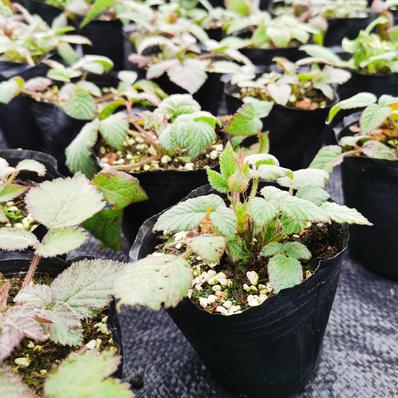 覆盆子苗食用刺泡儿树苗