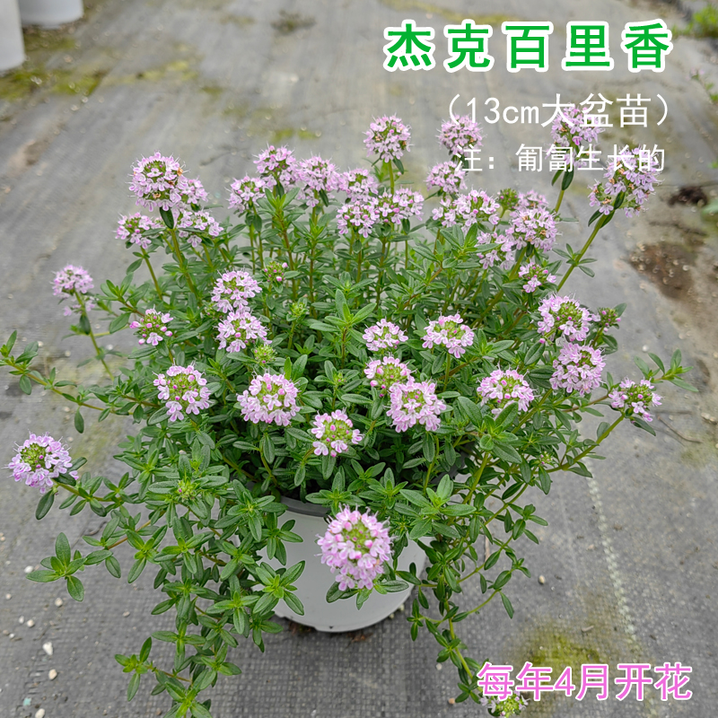 杰克百里香盆栽可食用多年生地被花卉绿化铺地开花植物耐寒耐热