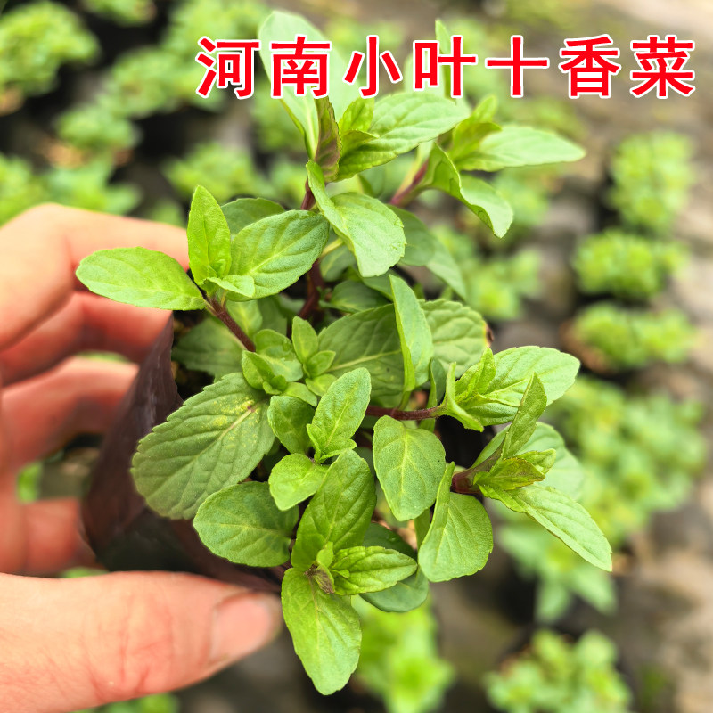 河南小叶十香菜苗可食用十香菜盆栽捞面条调蒜汁石香叶带原土