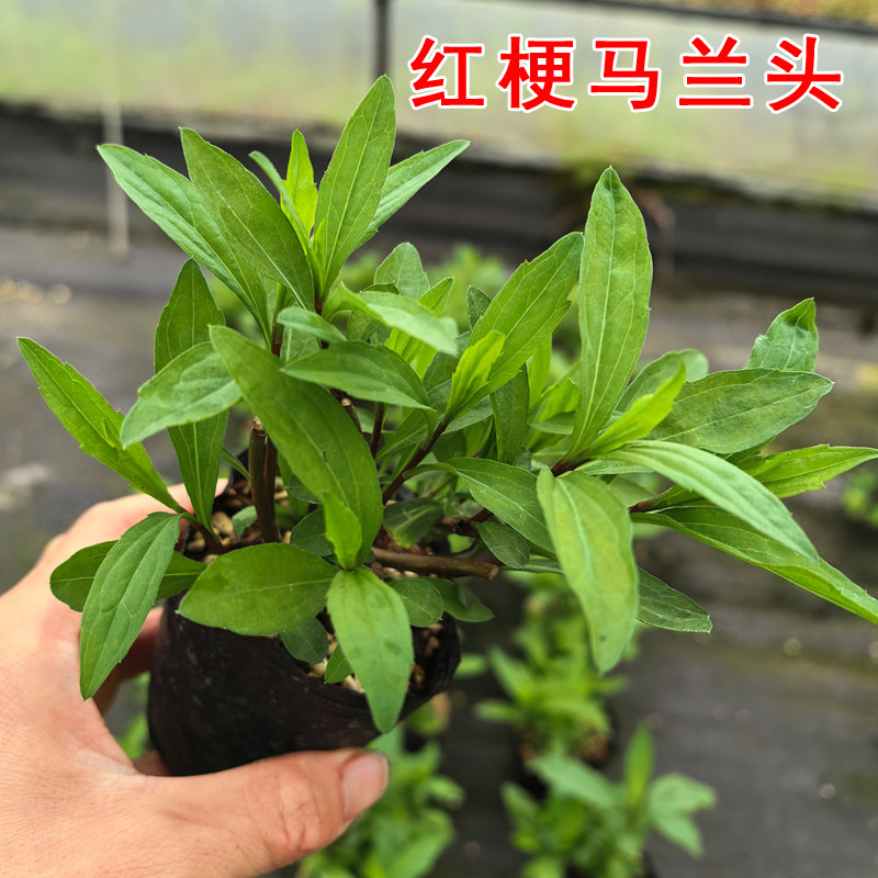 食用马兰头种苗野菜盆栽图片