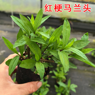 可食用马兰头农家野菜红梗菜阳台盆栽新鲜根苗种苗田边菊泥鳅串