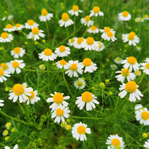 泡茶香草阳台德国罗马洋甘菊盆栽
