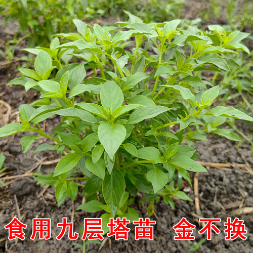 潮汕金不换苗九层塔盆栽可食用三杯鸡罗勒小苗香料植物冬阴功食材