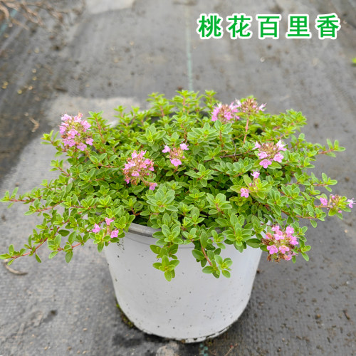 耐寒匍匐地被桃花百里香小苗