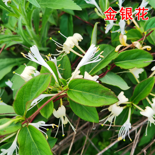 金银花树苗爬藤盆栽中药材食用药用忍冬藤苗耐寒带土种植小苗