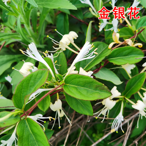 爬藤中药材金银花树苗