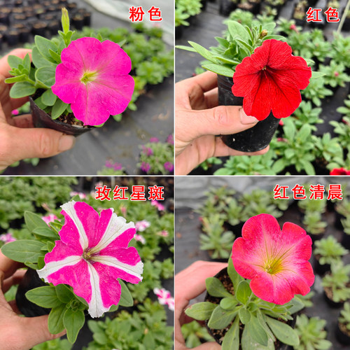 重瓣矮牵牛花苗时令草花