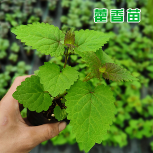 湖北藿香苗盆栽食用霍香苗小苗带土四川下面条鱼香草山茴香苗