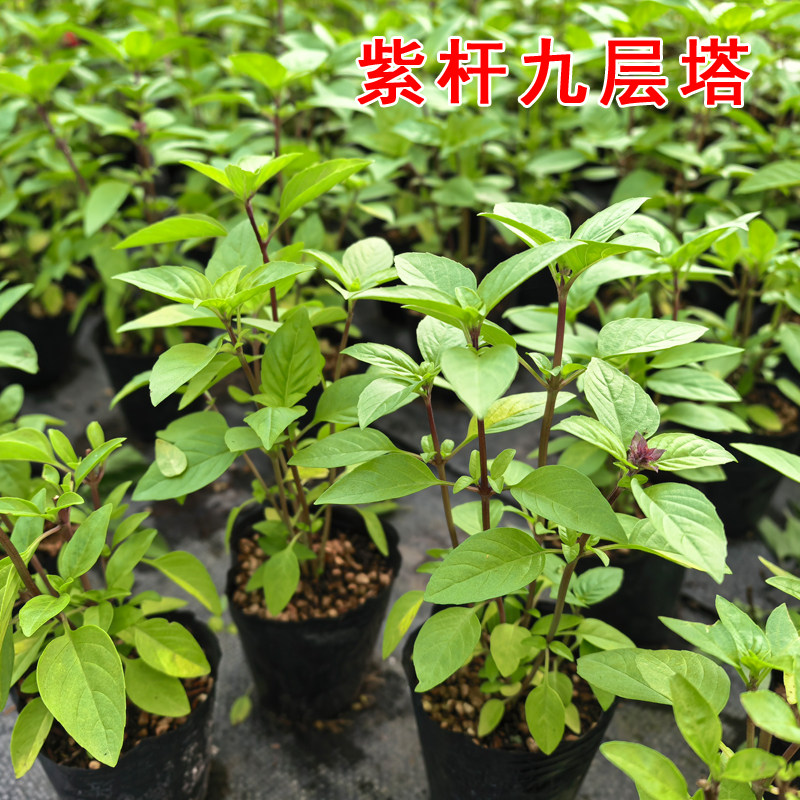 紫杆九层塔盆栽苗可食用潮汕金不换苗红杆罗勒苗做三杯鸡香料植物图片