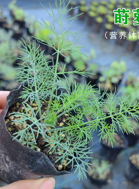莳萝苗盆栽洋茴香Dill西餐香料香草苗割茬茴香苗刁草烹饪调味装盘