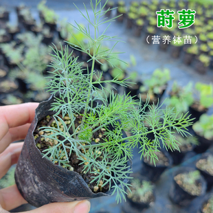 莳萝苗盆栽洋茴香Dill西餐香料香草苗割茬茴香苗刁草烹饪调味装盘