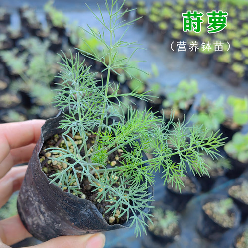 莳萝盆栽茴香dill西餐苗割