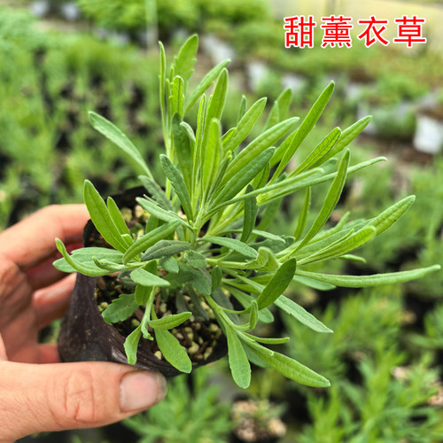 甜薰衣草 Lavender 薰衣草苗 香草苗 阳台盆栽小苗 小花穗高花茎