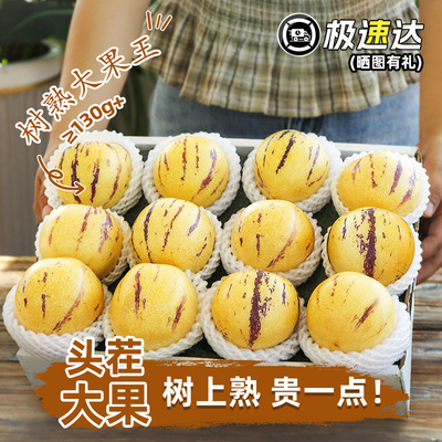 不发白果人参果皮薄爆汁黄果黄肉
