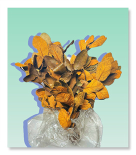 天然黄梨树叶鱼缸造景干花野外标本拍摄道具背景幼儿园diy枯叶