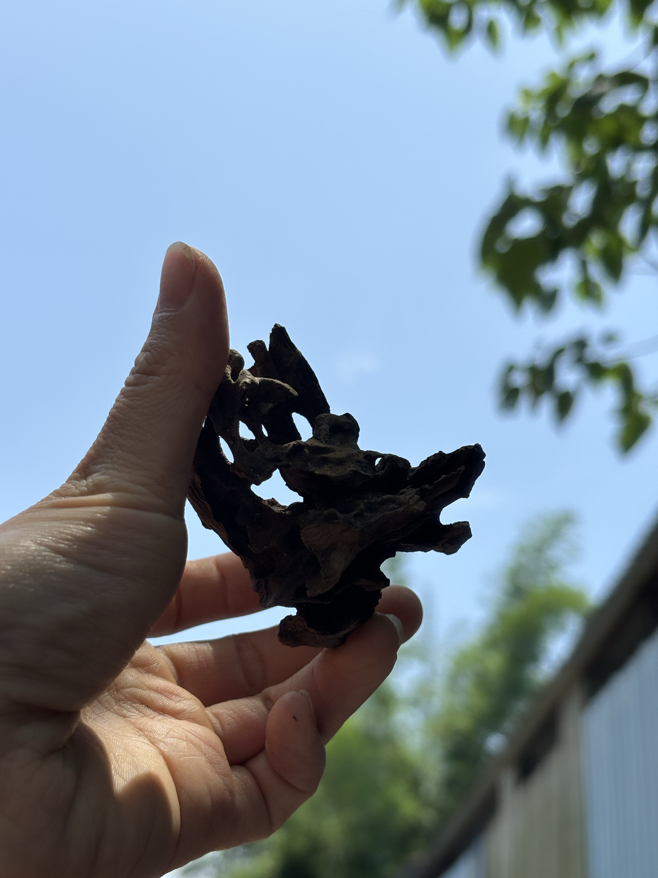 精品虾木鱼缸造景素材沉木多孔蜂造景/装饰