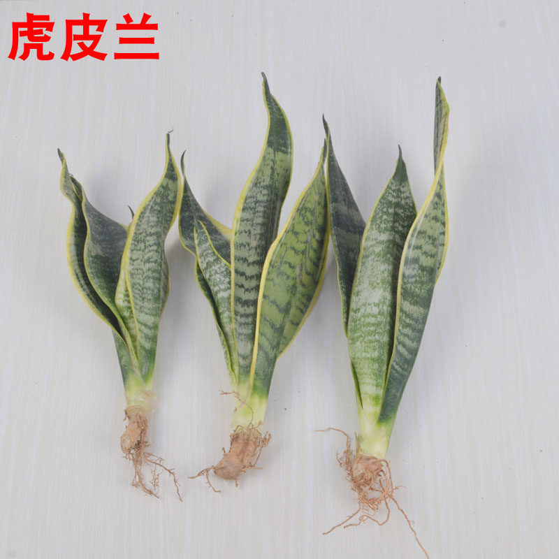 办公室有氧花卉绿植盆栽金边虎皮兰盆栽室内大型棒叶虎尾兰大盆栽