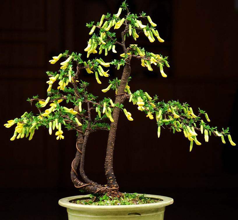 提根金雀梅锦鸡儿金丝雀黄金雀花苗盆景盆栽金雀树桩盆景造型盆景