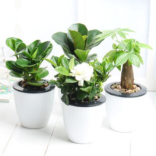 包邮 迷你栀子花盆栽室内绿植发财树绿萝四季 阳台开花植物盆栽花