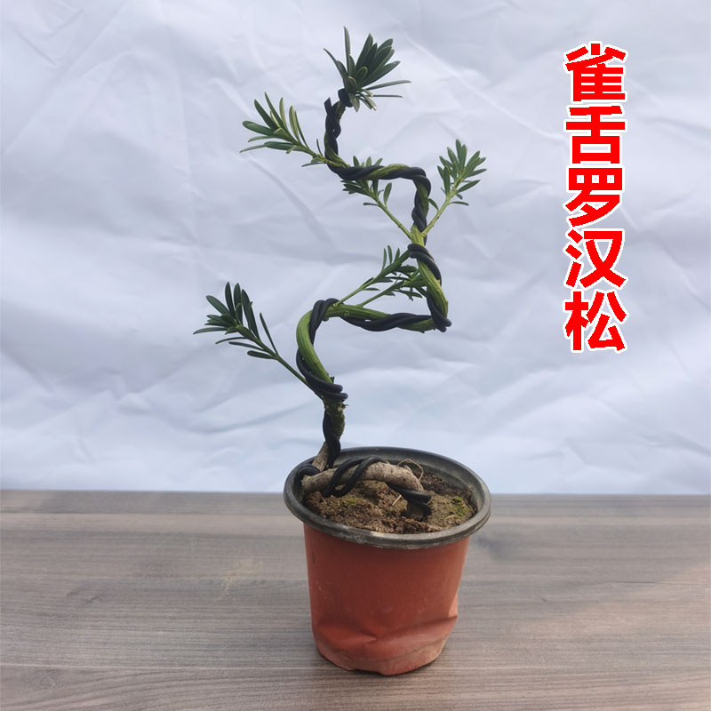 植物罗汉松四季常青盆景庭院阳台