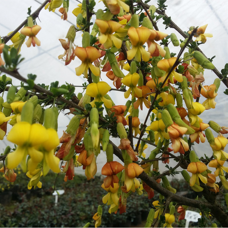 金雀梅花盆栽锦鸡儿金丝雀黄金雀花植物盆景花卉室内室外耐寒观花