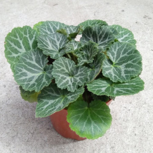 盆栽植物荷叶假山造景水培绿植