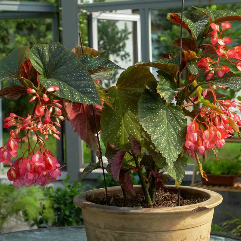 阳台花园四季开花竹节海棠盆栽花卉植物四季秋海棠发财树白掌盆栽