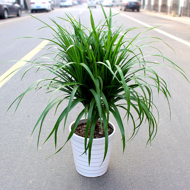 室内客厅大型绿植龙铁树盆栽龙须龙血树盆栽植物