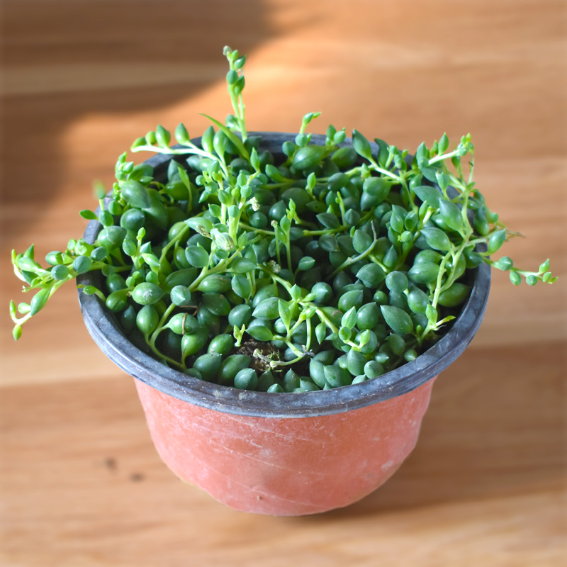 佛珠吊兰情人泪珍珠吊兰盆栽花卉室内观花绿色多肉肉植物组合盆栽