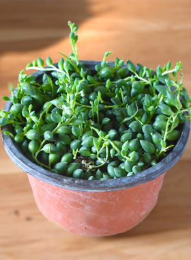 佛珠吊兰情人泪珍珠吊兰盆栽花卉室内观花绿色多肉肉植物组合盆栽