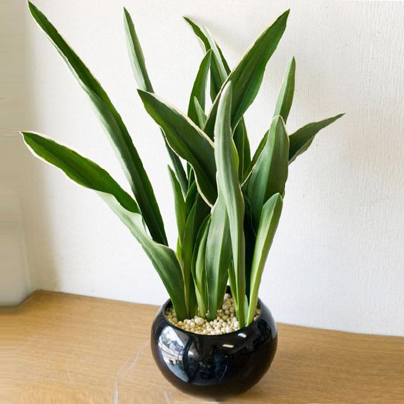 乔迁结婚金边青叶万年青盆栽阳台室内植物绿植花卉四季常青耐寒花