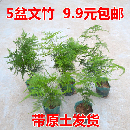 文竹盆栽桌面绿植盆栽花卉阳台好养盆景造型爬藤办公室植物微景观 - 封面