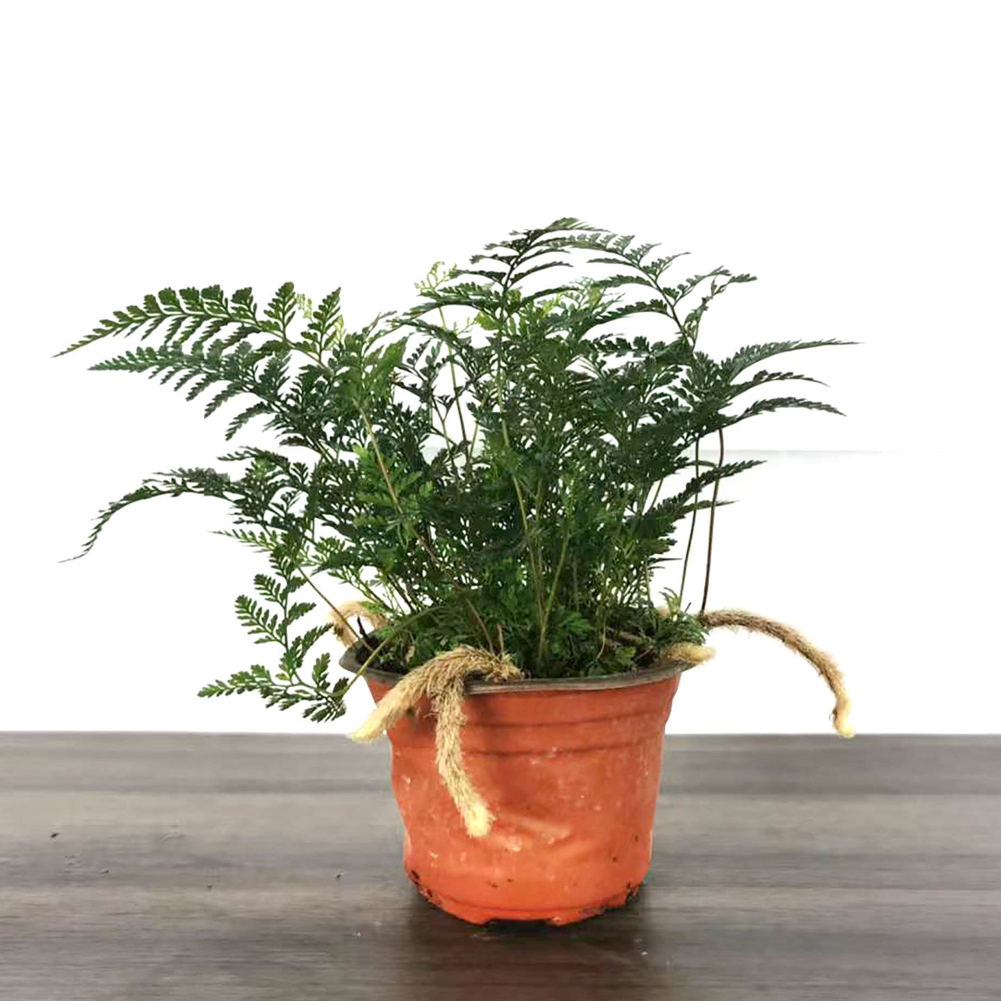 狼尾蕨盆栽植物小蕨银线蕨