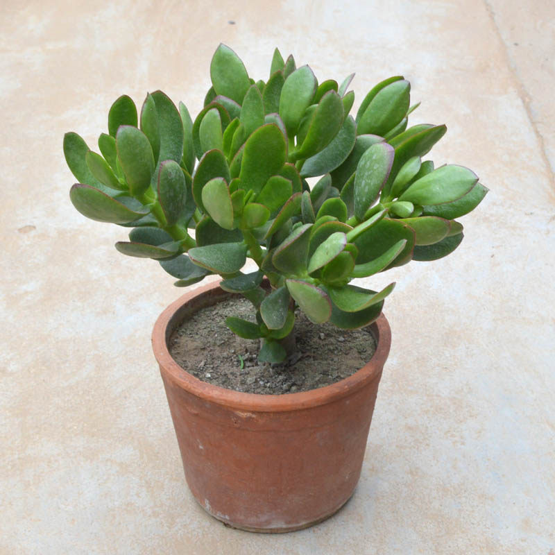 开花玉树盆栽老桩室内大叶玉树花植物燕子掌金枝玉叶景天树盆景