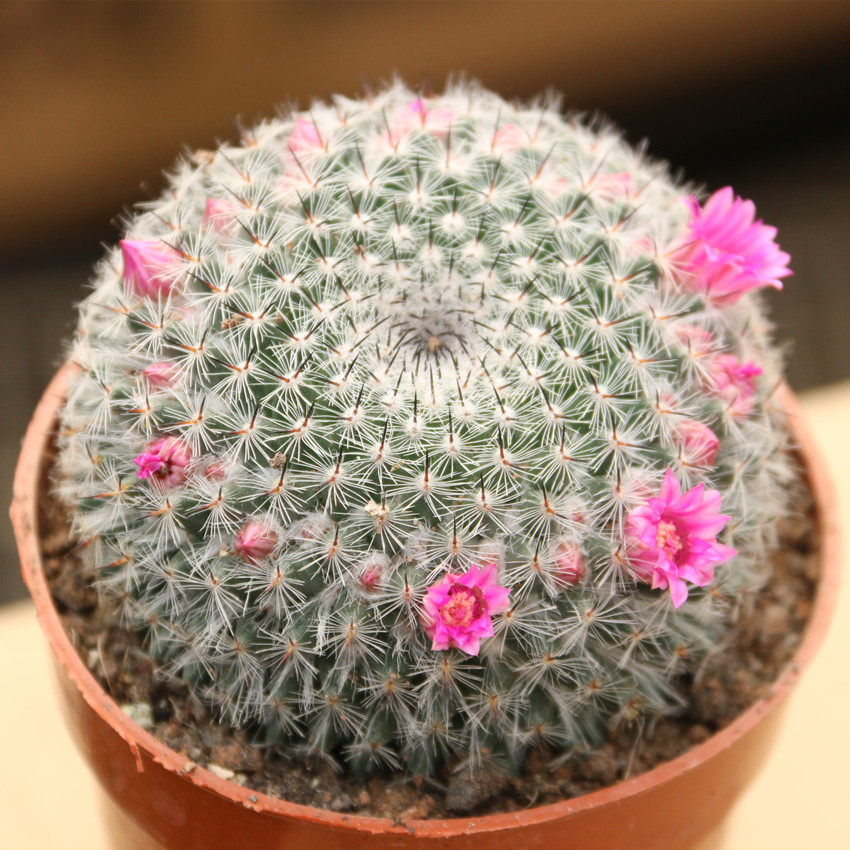 多肉植物玉翁仙人球盆栽室内肉肉仙人类盆栽带花发桌面绿植