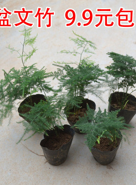 文竹盆栽盆景植物室内四季常青水培植物绿色植物文竹植物花盆苔藓