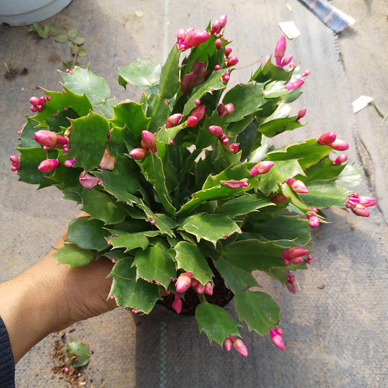 蟹爪兰苗盆栽白掌带花苞室内阳台植物花卉容易开花四季蟹爪莲多色 鲜花速递/花卉仿真/绿植园艺 时令草本花卉 原图主图