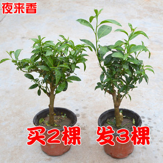 夜来香盆栽阳台四季开花绿植花卉驱绿植花卉室内香草盆栽