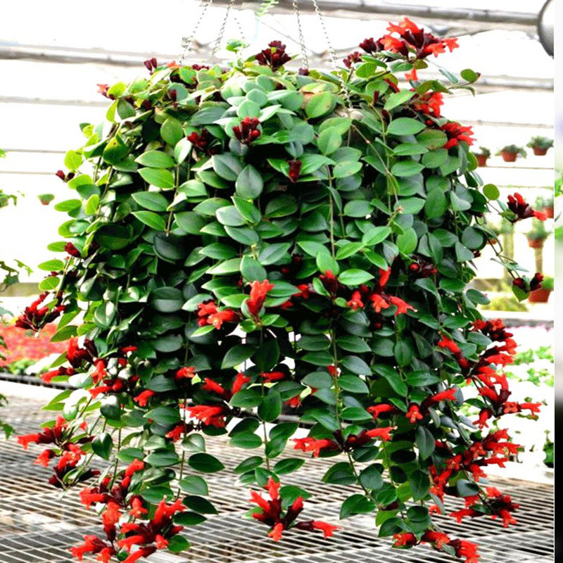 彩叶花叶络石金边牡丹口红吊兰绿萝太阳花常青藤垂吊室内花卉盆栽