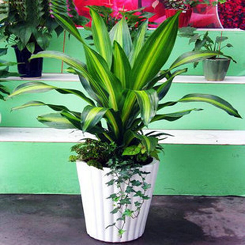 Brazilian iron Phnom Penh Yemen iron Dracaena fragrans ,Potted plants,Indoor flower Houseplants Potted plantin the Flower delivery/Flowers simulation/Plants gardening , Flowers/Potted plants (New) , Large plants/Potted finished composition  category - from Buy2taobao.com to provide professional Taobao agent buy service