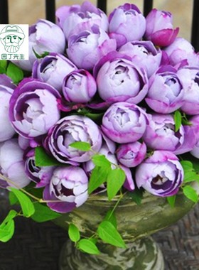 欧月羊脂香水月季花 浓香多花月季阳台绿植盆栽丰花月季 淡紫色