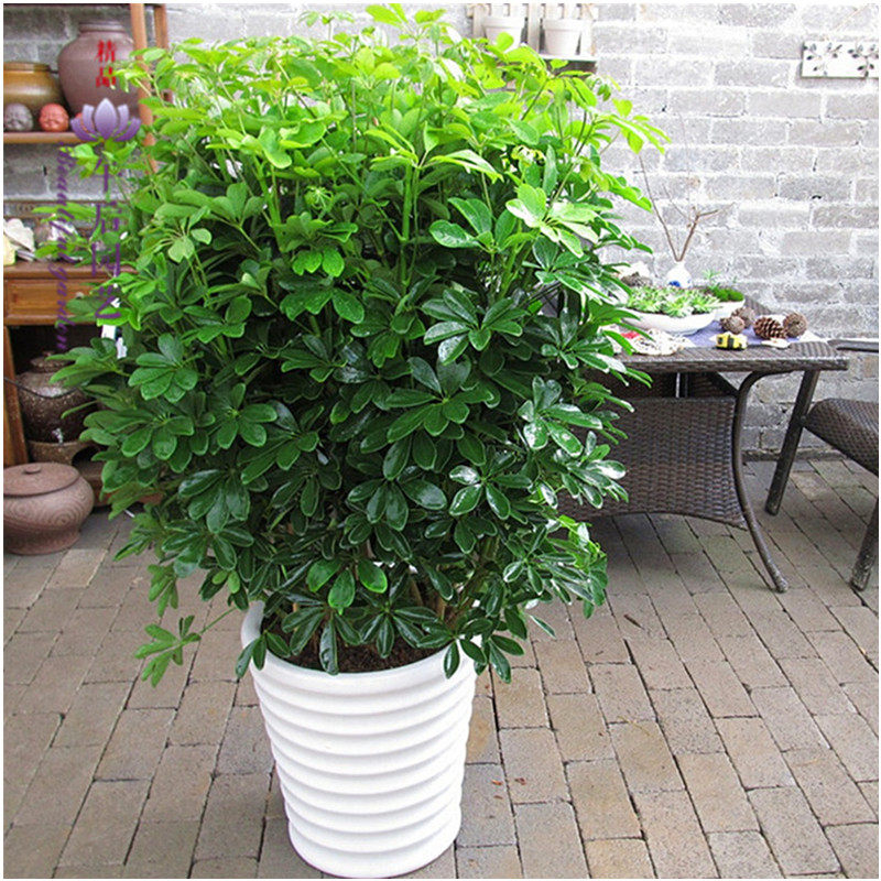 室内客厅办公盆栽花卉鸭脚木鸭掌木七叶莲客厅